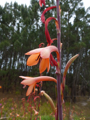 Crocosmia x crocosmiflora