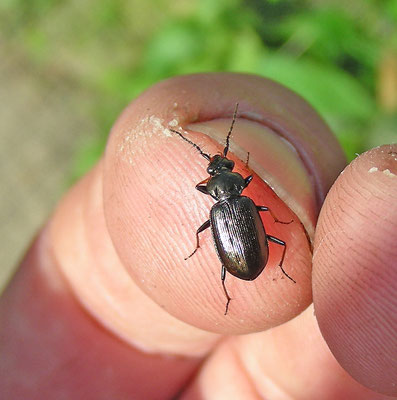 Loricera pilicornis
