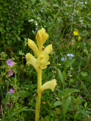 Orobanche rapum-genistae - Grote bremraap