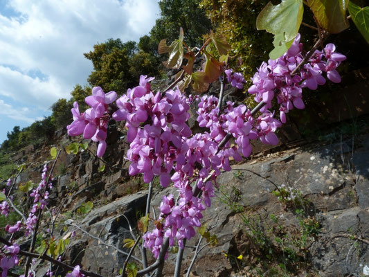 Cercis siliquastrum