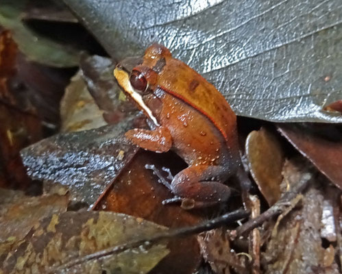 Leptodactylus rhodomystax