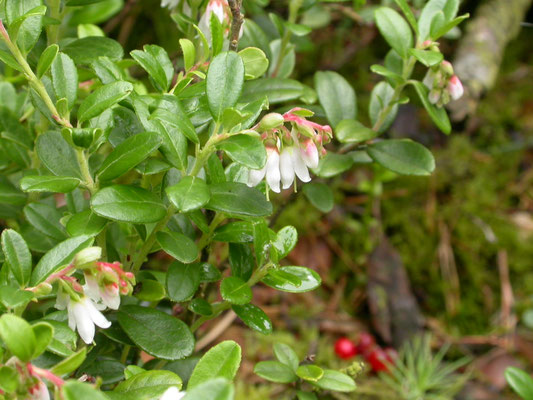 Vaccinium vitis-idae - Rode bosbes, Veenbes