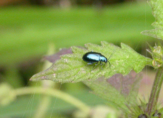 Altica oleracea - Teunisbloemaardvlo