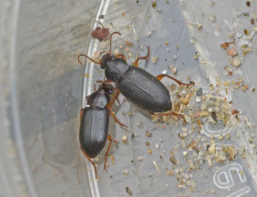 Ophonus punctipes - Slanke halmklimmer