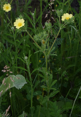 Potentilla recta - Rechte ganzerik