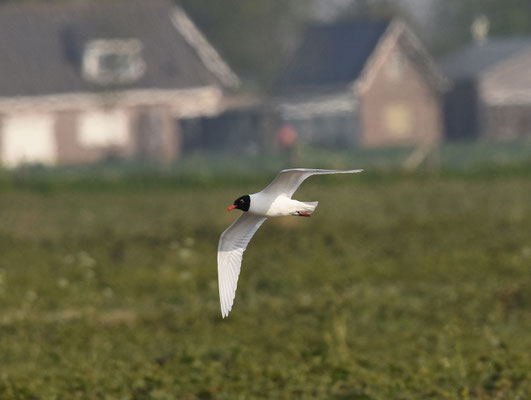Zwartkopmeeuw