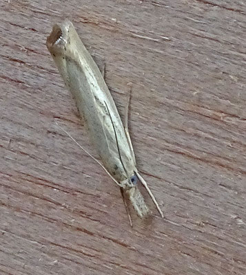 Agriphila straminella - Blauwooggrasmot