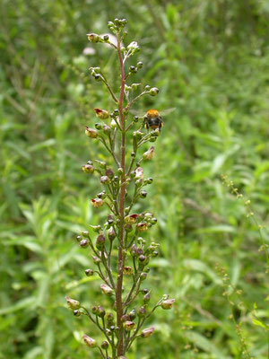 Scrophularia nodosa - Knopig helmkruid