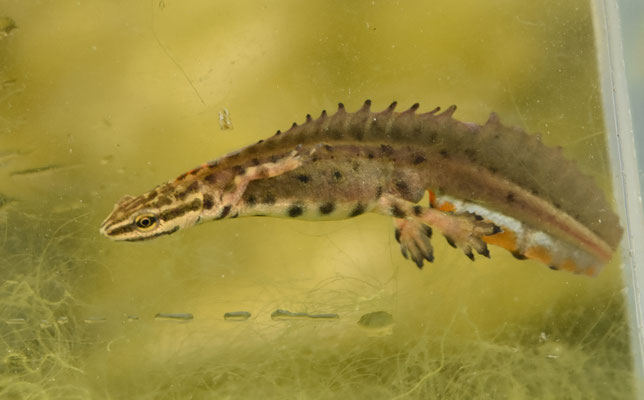 Lissotriton schmidtleri