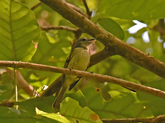 Yellow-margined Flycatcher