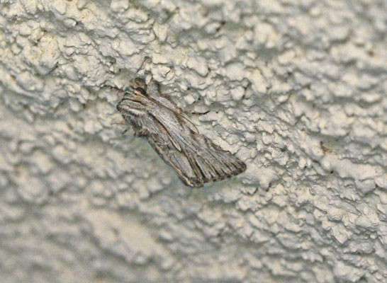 Simyra dentinosa