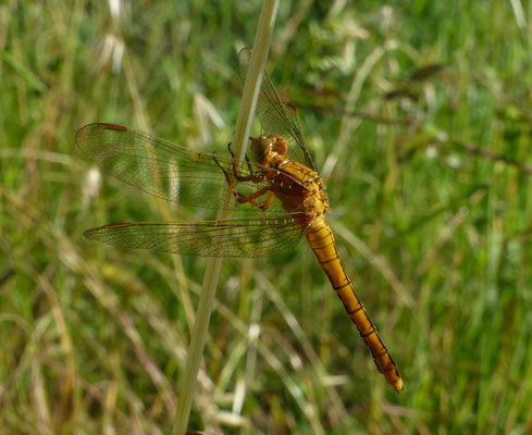 Sympetrum meridionale