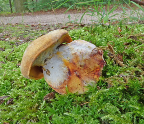 Cyanoboletus pulverulentus - Inktboleet