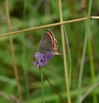 Bruin blauwtje