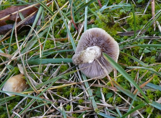 Stropharia coronilla - Okergele stropharia
