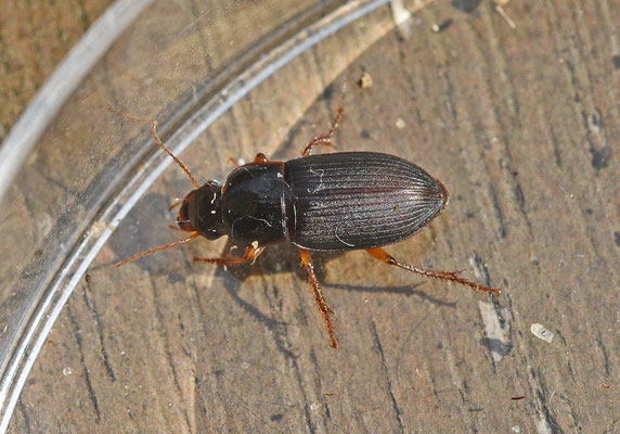 Harpalus smaragdinus - Smaragdkruiper (vrouw)