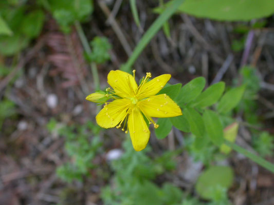 Hypericum hirsutum - Ruig hertshooi