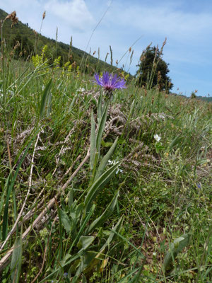 Centaurea triumfettii