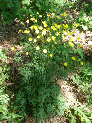 Ranunculus acris - Scherpe boterbloem