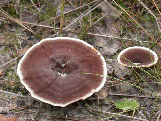 Coltricia perennis - Echte tolzwam