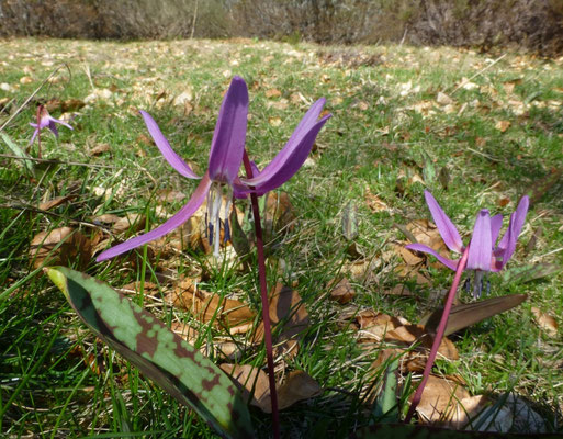 Erythronium dens-canis