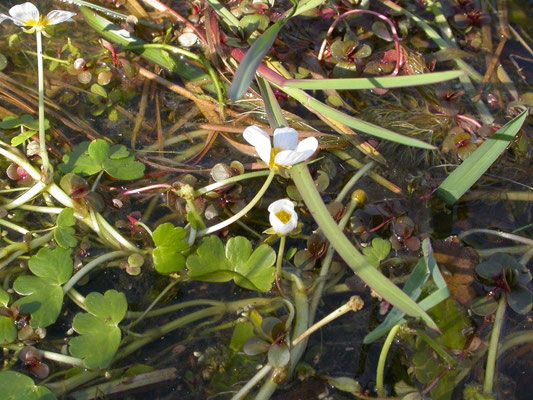 Ranunculus peltatus - Gewone of Grote waterranonkel