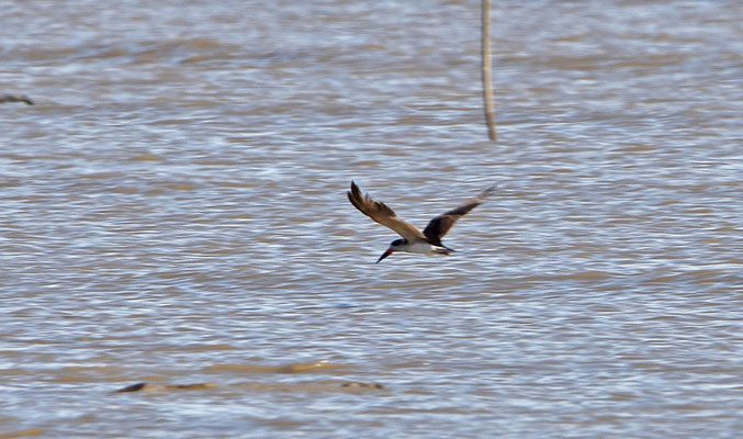 Black Skimmer