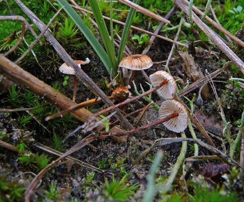 Crinipellis scabella - Piekhaarzwammetje