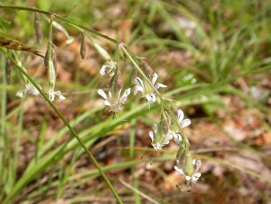 Silene nutans - Nachtsilene