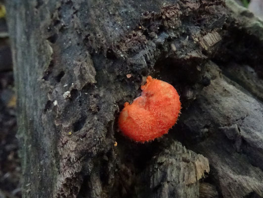 Crepidotus cinnabarinus - Rood oorzwammetje