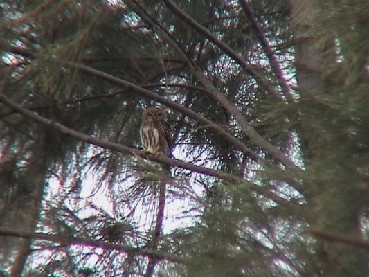 Glaucidium perlatum - Pearl-spotted owlet