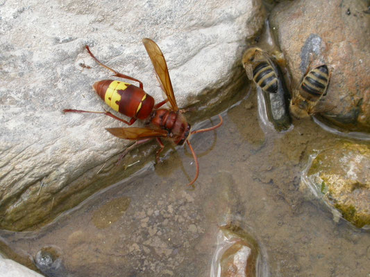 Vespa orientalis - Oosterse hoornaar