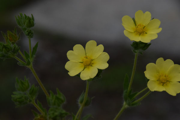 Potentilla recta - Rechte ganzerik