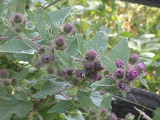 Arctium lappa - Grote klit