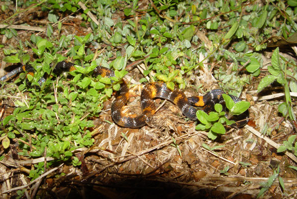 Erythrolamprus aesculapii aeculapii - Valse Amazone Koraalslang (Valse krarasneki)