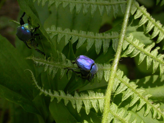 Hoplia coerulea