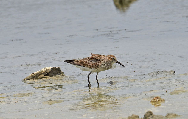 Bonapartes Strandloper