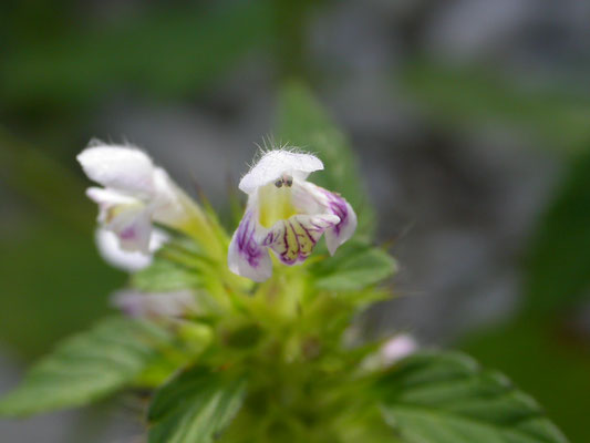 Galeopsis tetrahit - Gewone hennepnetel