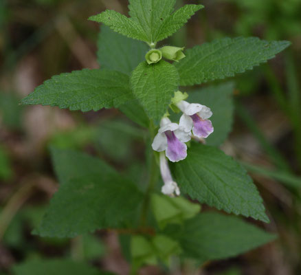 Bijenbloem