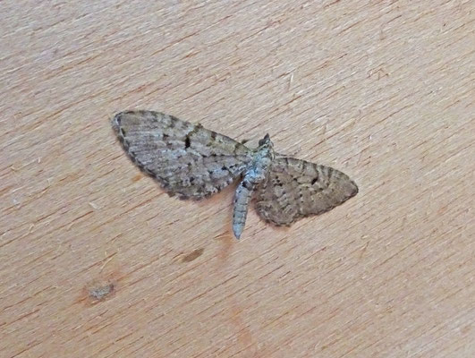 Eupithecia intricata - Streepjesdwergspanner