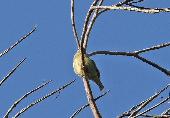 Red-legged Honeycreeper