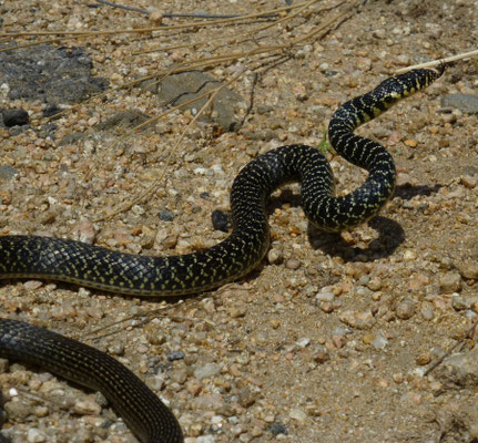 Hierophis viridiflavus (Geelgroene toornslang)