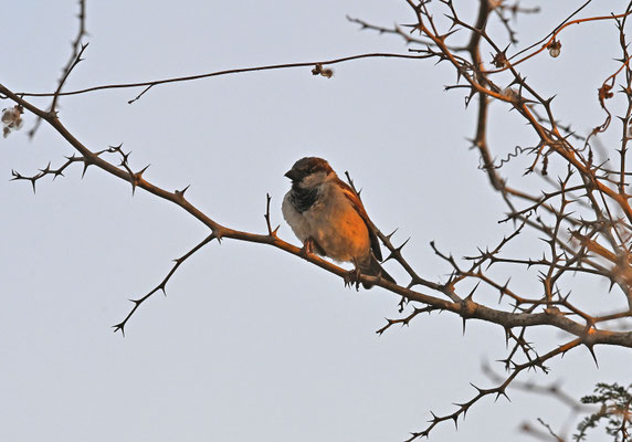 Passer domesticus - House Sparrow