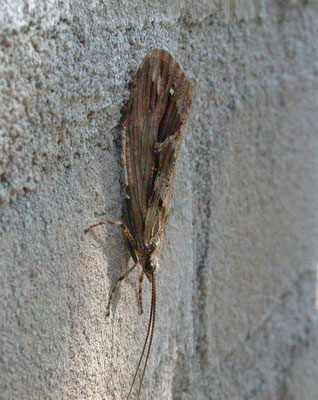 Phryganea grandis