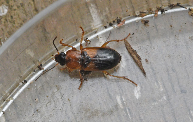 Stenolophus teutonus - Tweekleurige glansloper