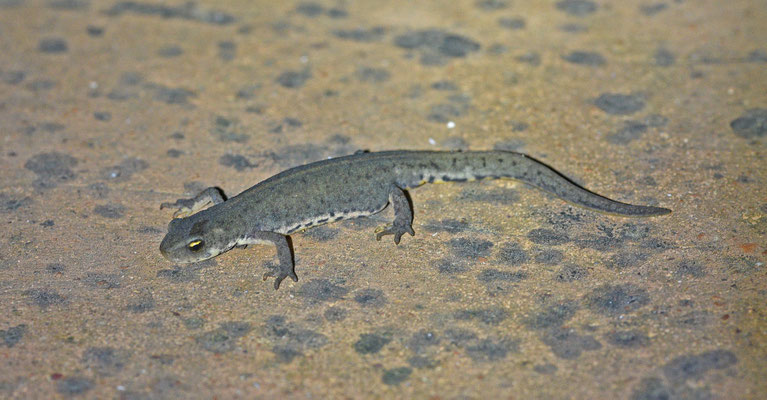 Iberische Watersalamander