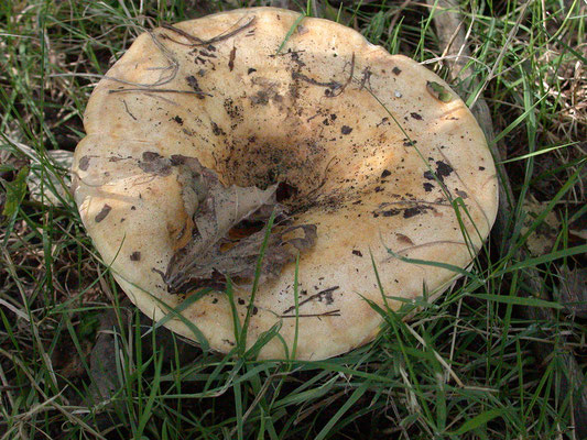 Lactarius acerrimus - Gekroesde melkzwam