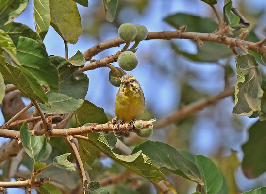 Serinus mozambicus - Yellow-fronted Canary