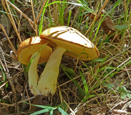 Suillus mediterraneensis