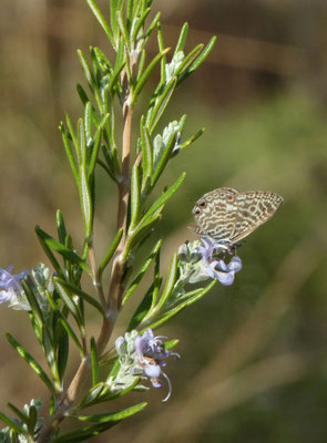 Leptotes pirithous
